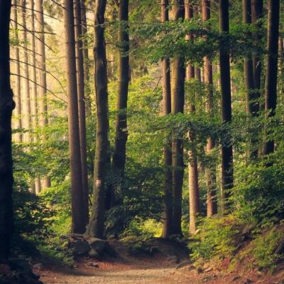 奇异果体育app下载